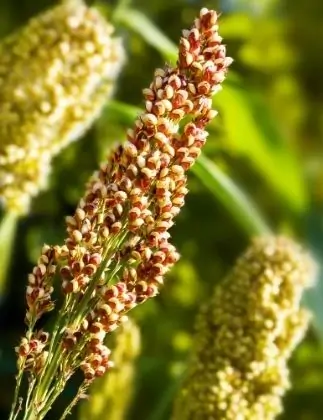 planta de la quinoa